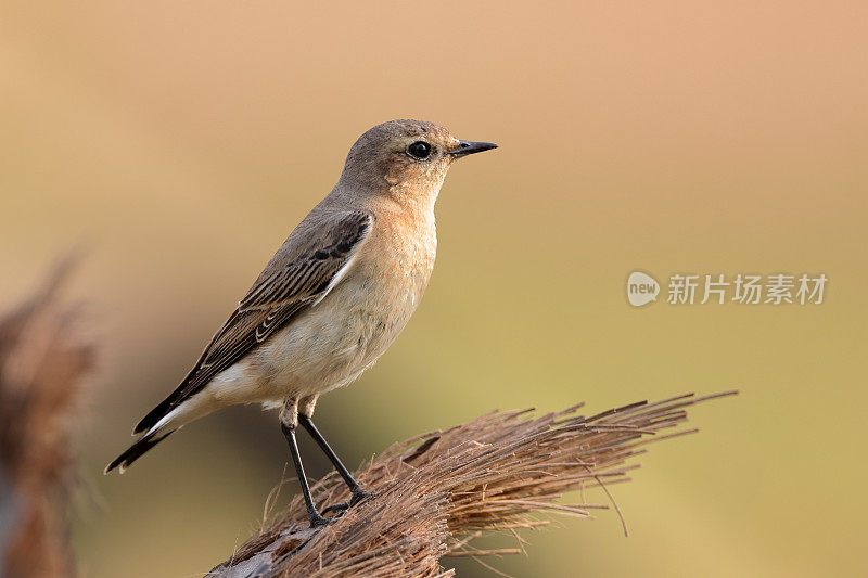 画眉鸟:成年北方麦穗或麦穗(Oenanthe Oenanthe)。